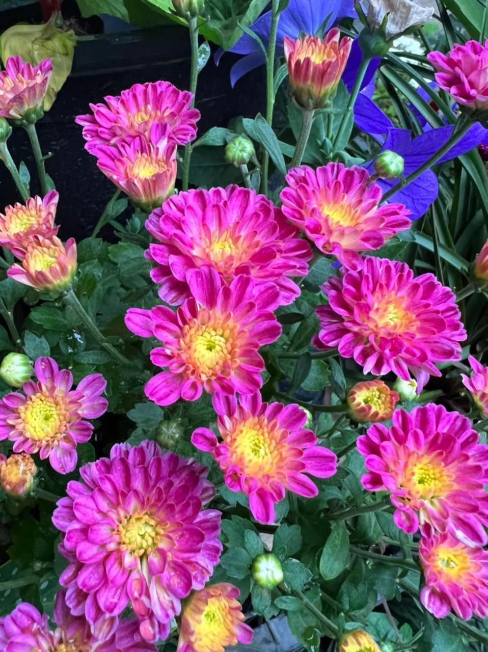 Ella Flower Garden Resort Екстериор снимка