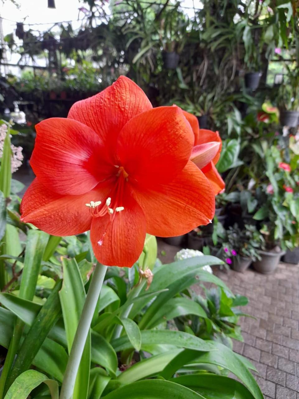 Ella Flower Garden Resort Екстериор снимка